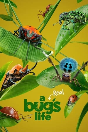 A Real Bug's Life Season 1